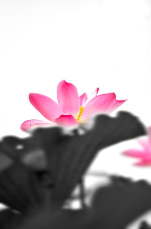 数字艺术大赛图像组-后期处理-国画-水墨-荷花 图片素材
