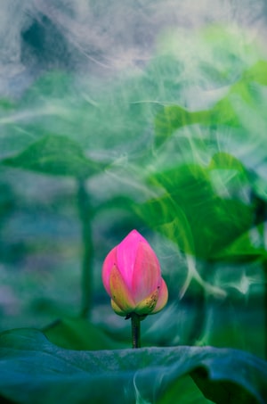 生活-夏花-色彩-纪实-荷花 图片素材
