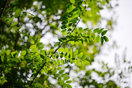 冬日暖阳-数字艺术大赛图像组-植物-抓拍-树叶 图片素材