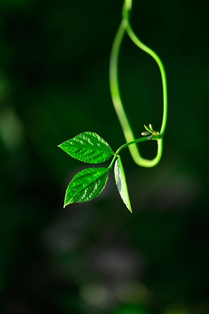 抓拍-自然-纪实-静物-植物 图片素材