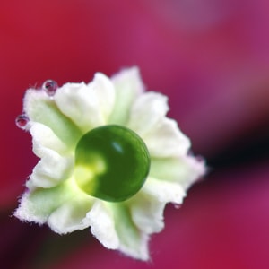 微距-纪实-生活-静物-假花 图片素材