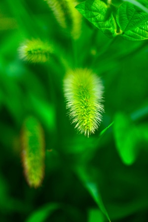 植物-抓拍-夏天-纪实-自然 图片素材