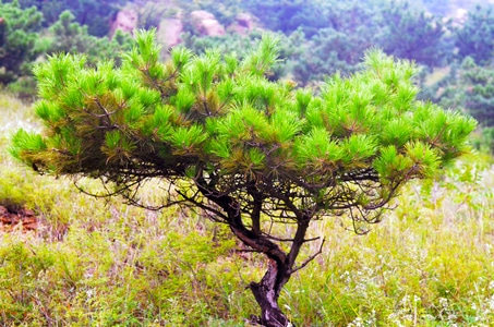 抓拍-植物-树-树-树木 图片素材