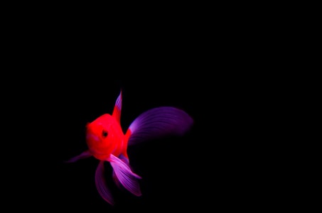 鱼-生活-纪实-色彩-红色 图片素材