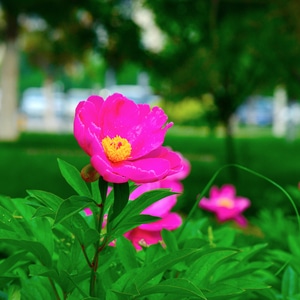 色彩-抓拍-自然-花卉-特写 图片素材