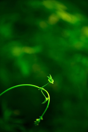 夏天-抓拍-植物-自然-生长 图片素材