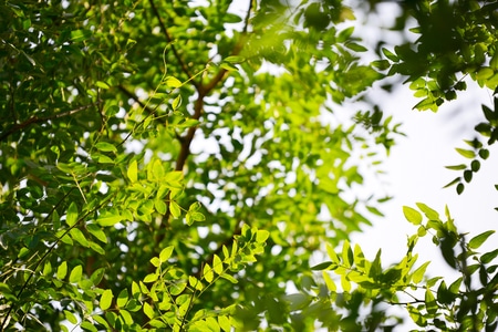 冬日暖阳-数字艺术大赛图像组-植物-抓拍-树叶 图片素材