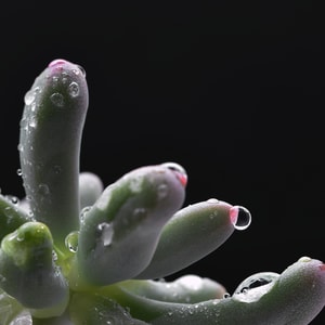 植物-水滴-静物-微距-植物 图片素材