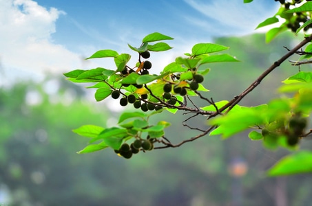 纪实-自然-植物-尼康-夏天 图片素材