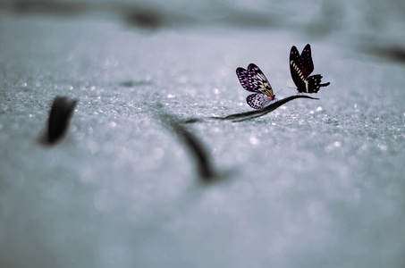抓拍-小雪-后期-创意-特写 图片素材