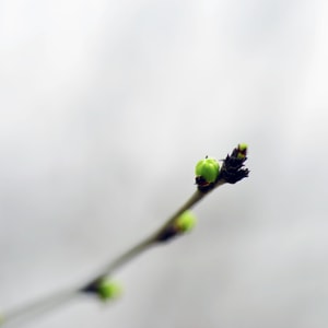 微距-静物-生活-芽儿-芽儿 图片素材