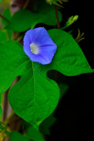 自然-抓拍-植物-牵牛花-牵牛花 图片素材