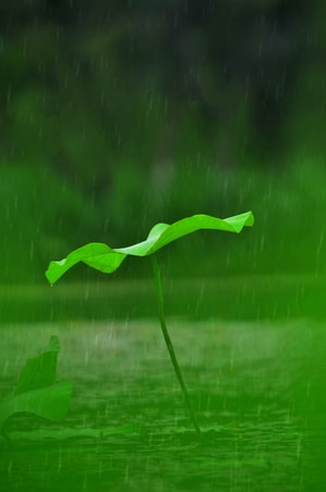 色彩-夏花-生活-我是业余摄影师-纪实 图片素材