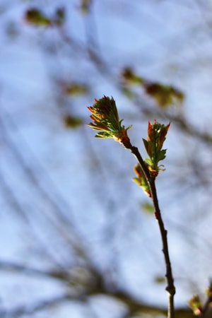 植物-静物-色彩-春天-生活 图片素材