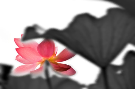 数字艺术大赛图像组-后期处理-国画-水墨-荷花 图片素材