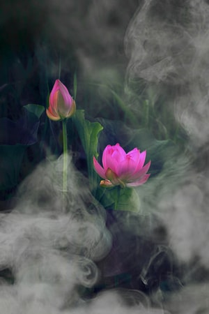 生活-夏花-色彩-纪实-荷花 图片素材