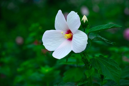 纪实-植物-夏花-花-花朵 图片素材