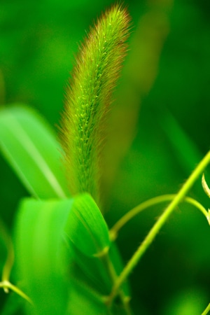 抓拍-纪实-植物-自然-色彩 图片素材