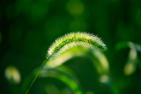 抓拍-植物-特写-草-狗尾草 图片素材