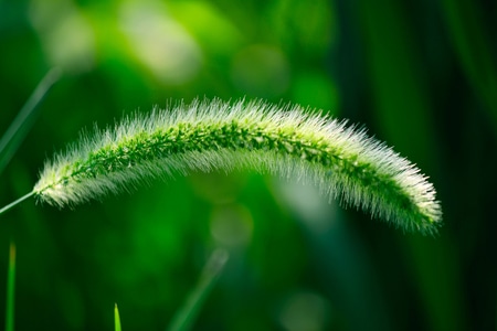 抓拍-植物-特写-草-狗尾草 图片素材