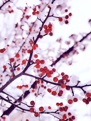 手机摄影-雪-白色-红果-红色 图片素材