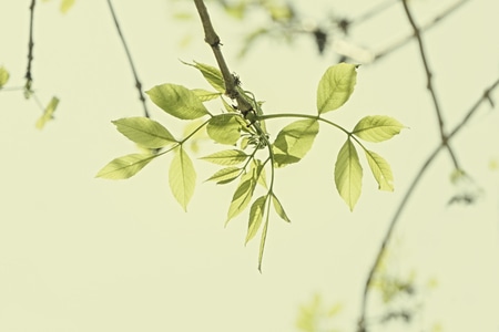 春天-植物-谷雨-节气-淡雅 图片素材