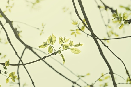 春天-植物-谷雨-节气-淡雅 图片素材
