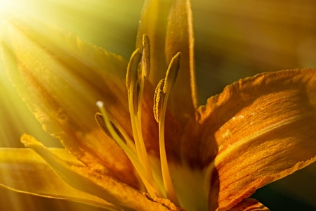 萱草-花-植物-橘色-光芒 图片素材