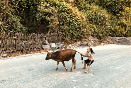 随拍-行摄-旅行-马-牛 图片素材