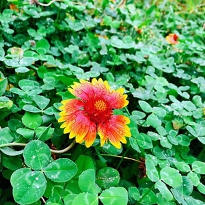 生活-风光-旅行-植物-花 图片素材