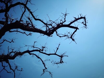 旅行-风光-树枝-树梢-天空 图片素材