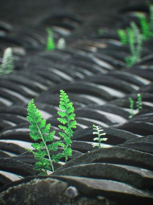 瓦片-房顶-植物-小草-生命力 图片素材