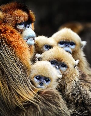 金丝猴-动物-冬季-金丝猴-动物 图片素材