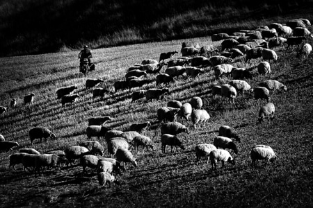 高原-旅游-环境-生态-牧羊 图片素材