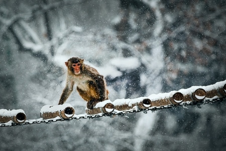 动物-公园-旅游-雪天-猕猴 图片素材