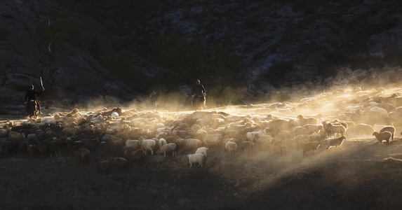 旅途中-中国国家地理-风景-动物-羊 图片素材