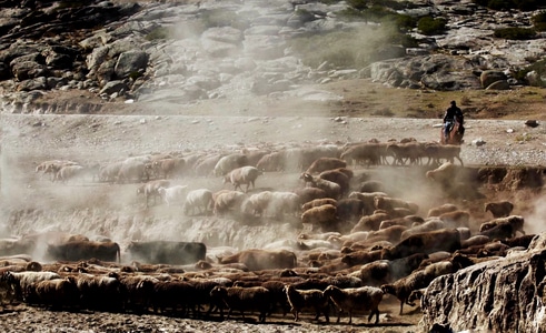 旅途中-在新疆-瀑布-羊群-牧群 图片素材
