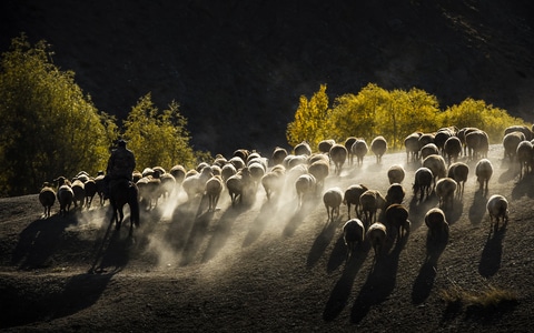 中国国家地理-旅途中-风景-动物-羊群 图片素材