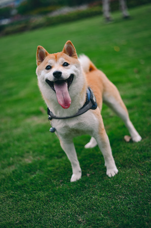 柴犬-宠物-萌宠-宠物-柴犬 图片素材