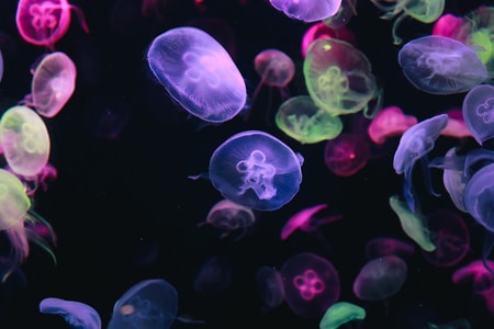 海洋生物-珠海长隆-暗黑-静物-小品 图片素材