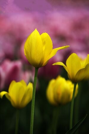 花季-拍花-郁金香-鲜花-花 图片素材