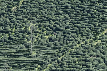 绿色-环保-风景-自然-茶树 图片素材
