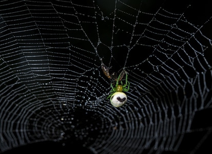 我要上封面-自然-动植物-微距-蜘蛛 图片素材