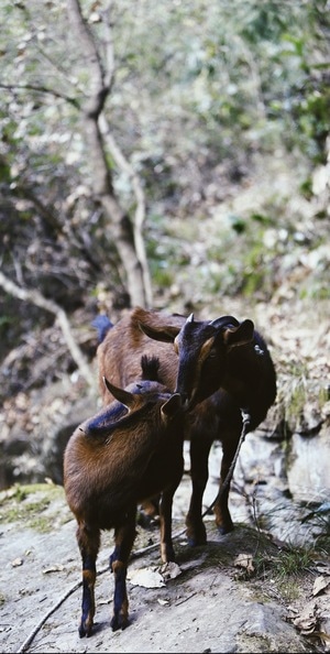 年-乡村-野猪-大角羊-动物 图片素材