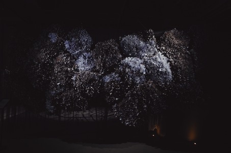 成都-四月展-树-树木-风景 图片素材