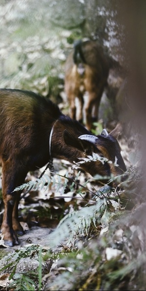 年-乡村-动物-羊-绳子 图片素材