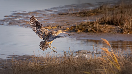 鸟-生态环境-北美草原榛鸡-鸟-鸟类 图片素材