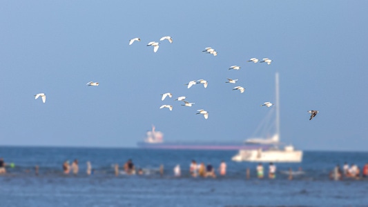 海边-鸟-生态环境-海滨-鸟 图片素材