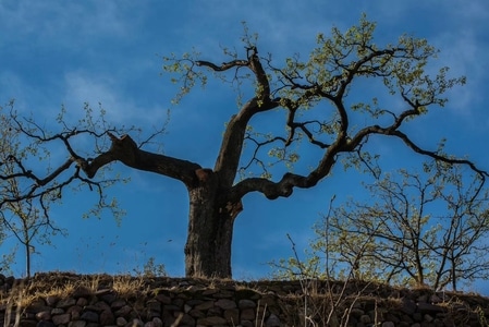 植物-官场梨树-旅行-原创-树 图片素材