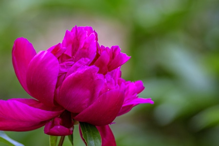 植物-牡丹-原创-自然-牡丹 图片素材